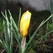 Crocus 002