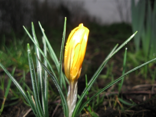 Crocus 002