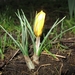 Crocus 003