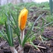 Crocus 004