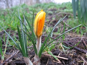 Crocus 004