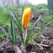 Crocus 005