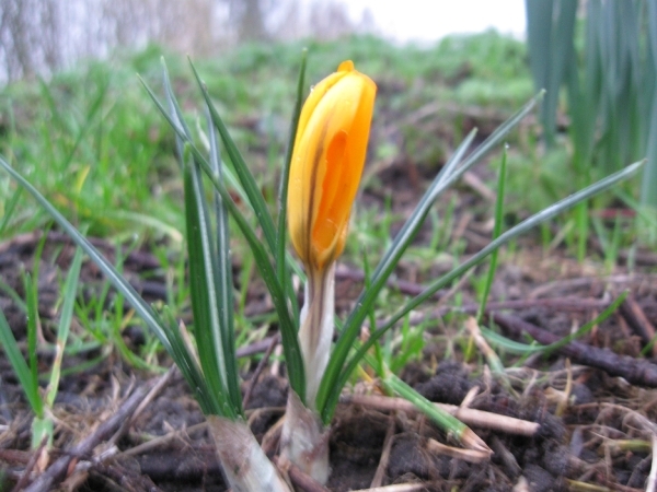 Crocus 005