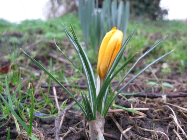 Crocus 008