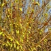 Forsitia en Hamamelis mollis 001