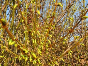 Forsitia en Hamamelis mollis 001