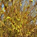 Forsitia en Hamamelis mollis 002