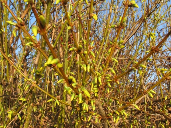 Forsitia en Hamamelis mollis 002