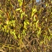 Forsitia en Hamamelis mollis 003