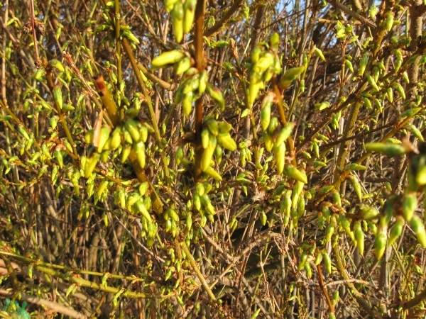 Forsitia en Hamamelis mollis 003