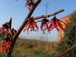 Forsitia en Hamamelis mollis 004