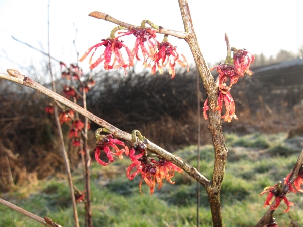 Forsitia en Hamamelis mollis 006