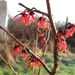 Forsitia en Hamamelis mollis 007