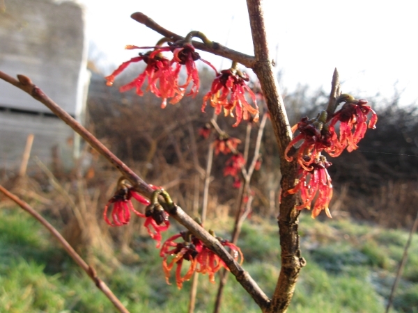 Forsitia en Hamamelis mollis 007