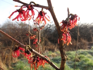 Forsitia en Hamamelis mollis 008