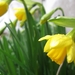 Kleine narcis 001