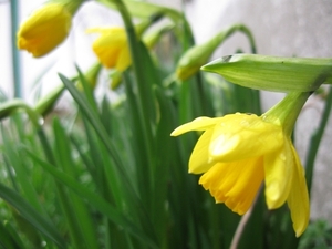 Kleine narcis 001