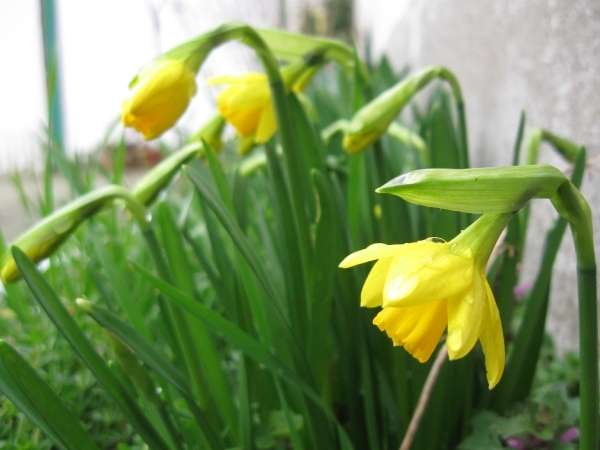 Kleine narcis 002