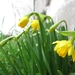 Kleine narcis 003