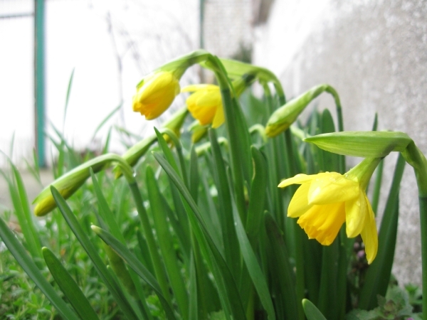 Kleine narcis 003