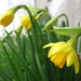 Kleine narcis 004