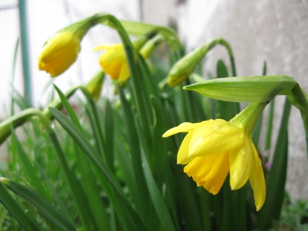 Kleine narcis 004