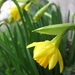 Kleine narcis 005