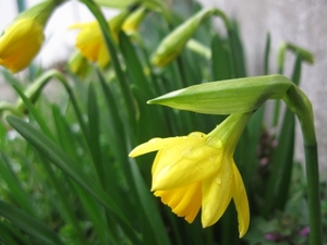 Kleine narcis 005