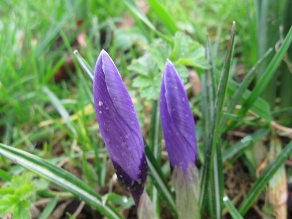 Crocussen 1 maart 2011 002