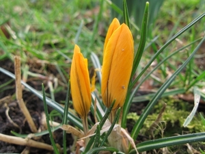 Crocussen 1 maart 2011 004