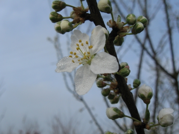 Mirabel in bloei 004