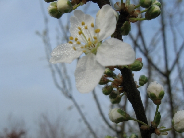 Mirabel in bloei 006