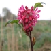 Ribes sanguineum 001