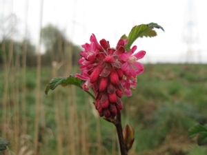 Ribes sanguineum 003