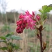 Ribes sanguineum 005