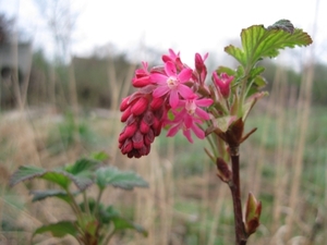 Ribes sanguineum 005