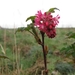 Ribes sanguineum 006