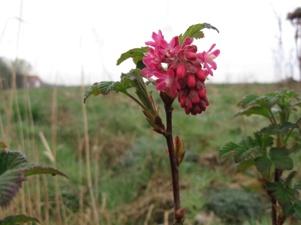 Ribes sanguineum 006