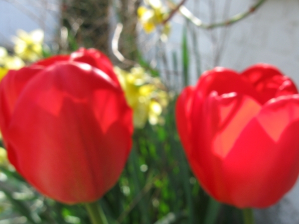 tulpen april 2011 001