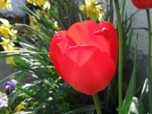 tulpen april 2011 003