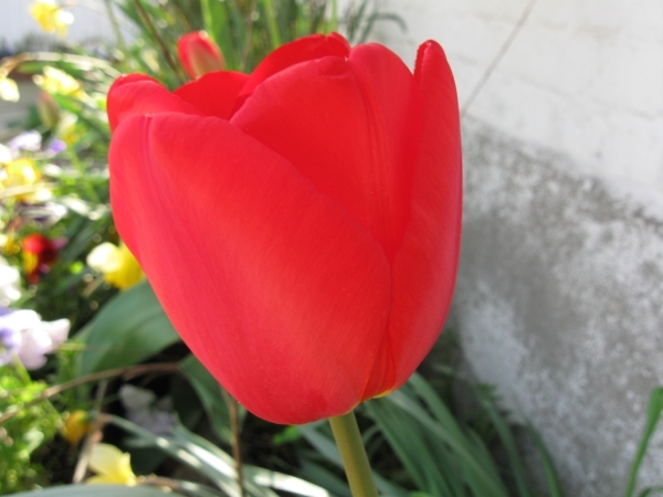 tulpen april 2011 005