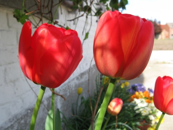 tulpen april 2011 006