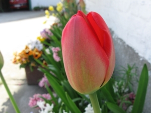 tulpen april 2011 007