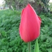 Tulp 001