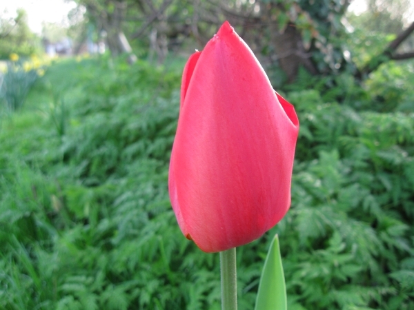 Tulp 001