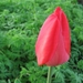 Tulp 002