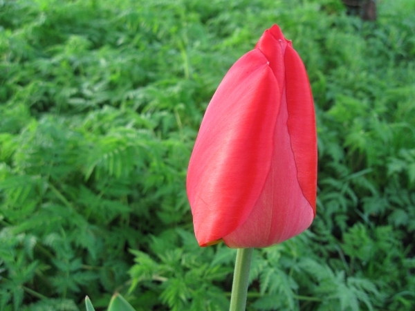 Tulp 002