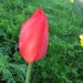 Tulp 003