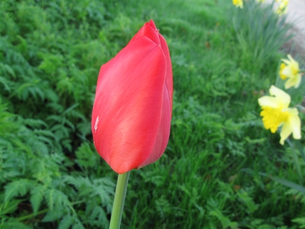 Tulp 003