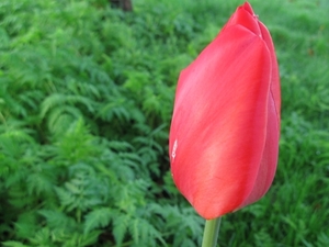 Tulp 004